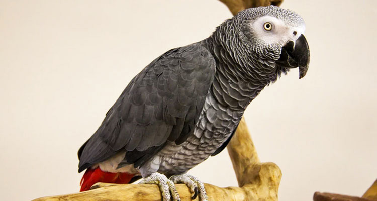 Grey parrot بر روی شاخه درخت